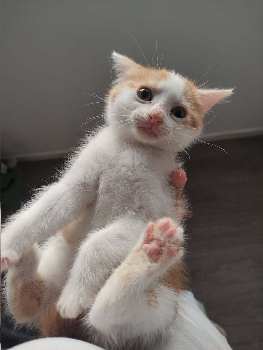 FreekyVicious's tweet photo. Les copains du nord il me reste mes 2 petites femelles sevrées de 2 mois à l'adoption, je peux vraiment plus m'occuper de 7 chats à l'appartement ça devient très très compliqué à gérer donc si tu connais quelqu'un qui pourrait leur offrir un chouette foyer 🙏🏻 https://t.co/Dysbdpv7AU