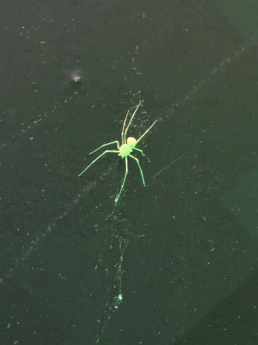 ToniLh03's tweet photo. @Arachno_Cosas Qué opinas? Está paseándose por el gym https://t.co/wE0KXH8UrF