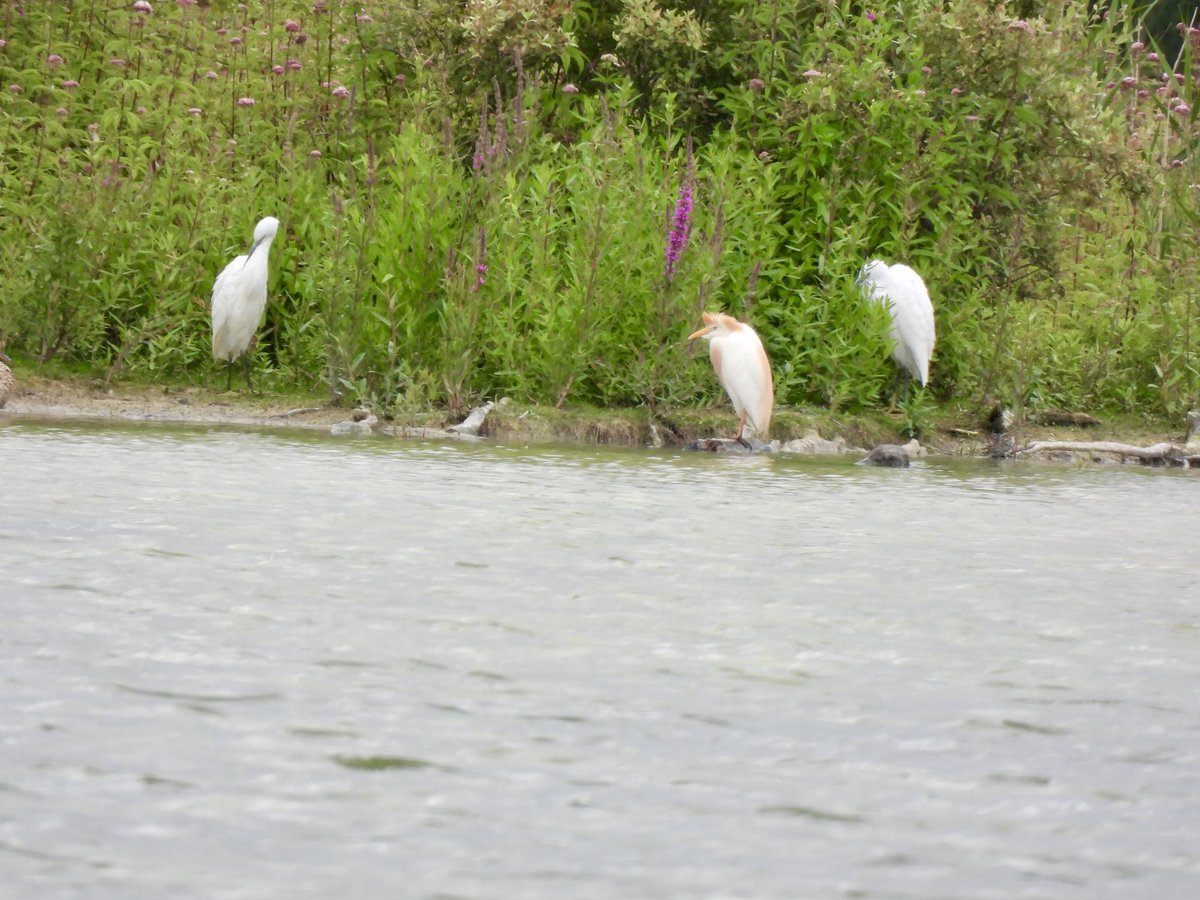 marburypatch's tweet image. 4th record of Cattle Egret @marburypatch found this morning by Lizzie on Neumann’s. Flew off then reappeared later in the day on Stilt Island with 2 Little Egrets and a juvenile Avocet