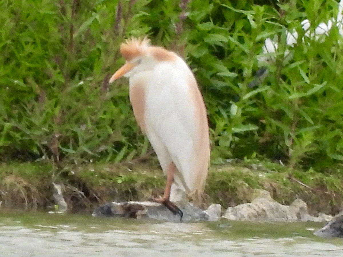 marburypatch's tweet image. 4th record of Cattle Egret @marburypatch found this morning by Lizzie on Neumann’s. Flew off then reappeared later in the day on Stilt Island with 2 Little Egrets and a juvenile Avocet