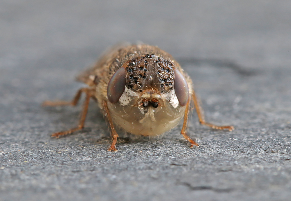 Steve Nash (@stevenash71) on Twitter photo Angelic face of Oestrus ovis (Sheep Bot Fly). St Mellion, Cornwall (VC2) on 15/7. <a href="/DipteristsForum/">Dipterists Forum</a> Angelic face of Oestrus ovis (Sheep Bot Fly). St Mellion, Cornwall (VC2) on 15/7. <a href="/DipteristsForum/">Dipterists Forum</a>