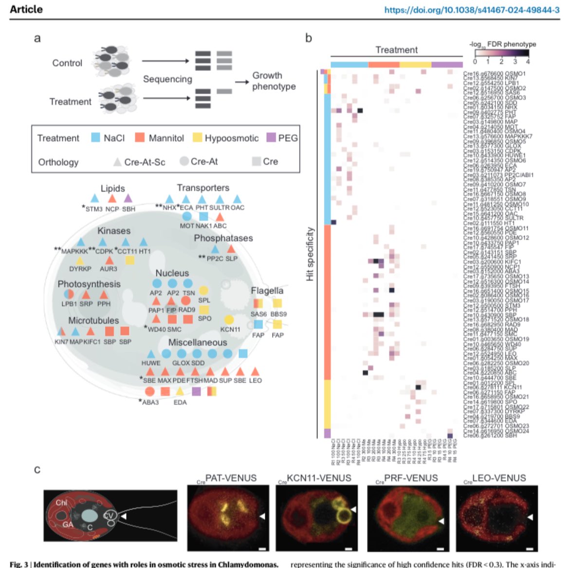 So happy to see this epic transcriptomic, phosphoproteomic and functional genomic characterization of the osmotic stress response in Chlamydomonas with testing of conserved pathways in Arabidopsis. Phenomenal work led by <a href="/pituvilarnadal/">Josep Vilarrasa Blasi</a> w/ <a href="/JonikasLab/">Martin Jonikas</a>
rdcu.be/dN0Hi