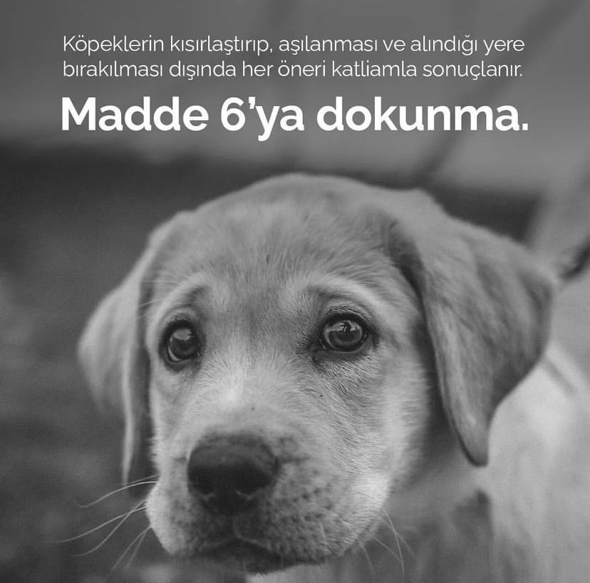 Keyfimin_Keyfi's tweet photo. @Efnannnn_ @Akparti @eczozgurozel @tcbestepe Cinayete hayır!
#YasaDeğilCinayet
#İtlafVarsaVeterinerHekimYok
@TBMMGenelKurulu https://t.co/To7in2n2ut