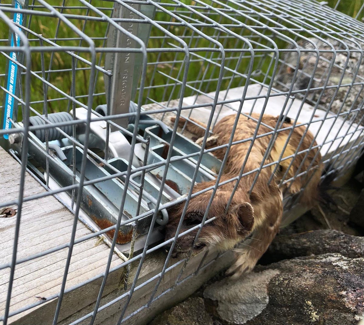 Rewild Scotland 🏴🌳 (@rewildscotland) on Twitter photo So am I getting this right <a href="/NatureScot/">NatureScot</a> gamekeepers/estate owners can kill 100s of thousands of native animals each year and no requirement to keep/share any records of their killing spree? This is Scotland’s natural heritage OUR natural heritage not theirs to kill just because So am I getting this right <a href="/NatureScot/">NatureScot</a> gamekeepers/estate owners can kill 100s of thousands of native animals each year and no requirement to keep/share any records of their killing spree? This is Scotland’s natural heritage OUR natural heritage not theirs to kill just because