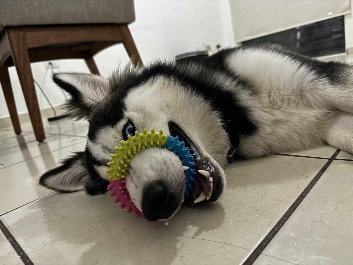 JoseangelSaRa's tweet photo. Imposible enojarse con este amigo 😂💖 https://t.co/ikoI7z2ZHD