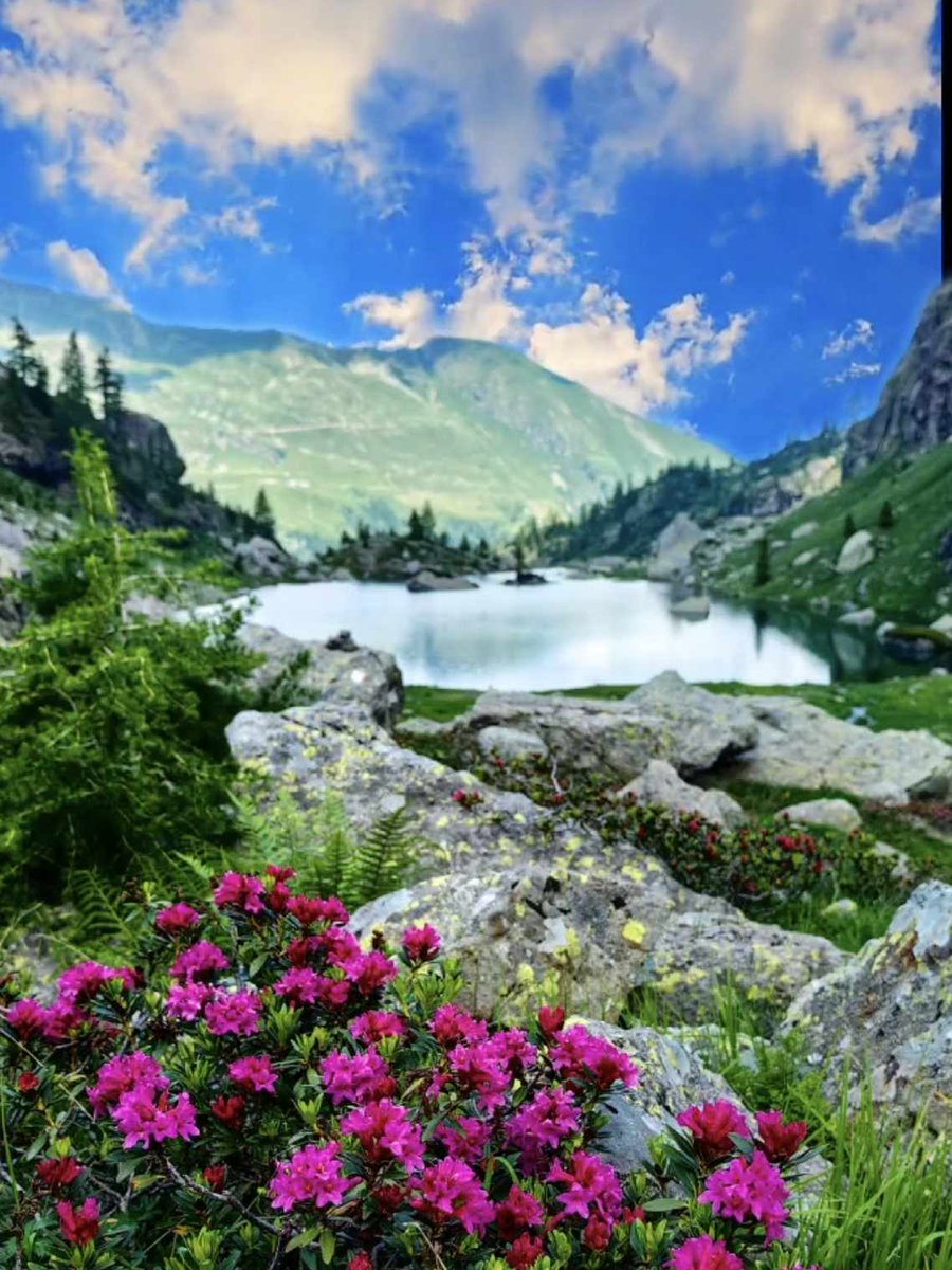 Saliinvetta's tweet photo. Buona serata ✨ ✨
Rododendri al Lago Zancone in Val Gerola (So)
Meraviglioso 😍❤️
👉https://t.co/Xv03xAuPNT
#lagozancone #montagna #rododendri https://t.co/zhHZEn77qk