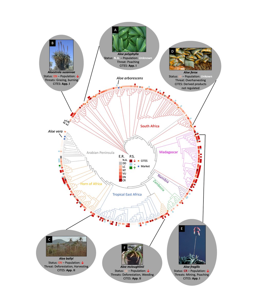 Yannick Woudstra (@ywoudstra) on Twitter photo New preprint: An updated DNA barcoding tool for Aloe vera and related CITES-regulated species. biorxiv.org/content/10.110… @ol1grace @NinaRonsted <a href="/Paul_Rees_/">Paul Rees</a> <a href="/RseSolofo/">Solofo Rakotoarisoa</a> @KewScience <a href="/NHM_Denmark/">NaturalHistoryDK</a> <a href="/RBGE_Science/">@RBGE_Science</a> @TeamKMCC Come see me at #IBC2024 in Madrid next week for the poster! New preprint: An updated DNA barcoding tool for Aloe vera and related CITES-regulated species. biorxiv.org/content/10.110… @ol1grace @NinaRonsted <a href="/Paul_Rees_/">Paul Rees</a> <a href="/RseSolofo/">Solofo Rakotoarisoa</a> @KewScience <a href="/NHM_Denmark/">NaturalHistoryDK</a> <a href="/RBGE_Science/">@RBGE_Science</a> @TeamKMCC Come see me at #IBC2024 in Madrid next week for the poster!
