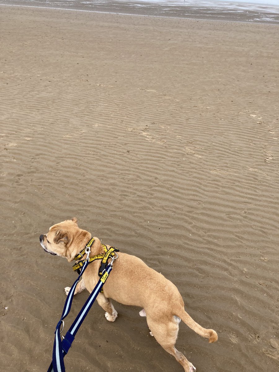 SmokeyProject's tweet photo. Last Sunday I joined other volunteers and staff at the rescue centre walking some dogs off site at Crosby Beach 🏖️ https://t.co/QWOfKJKkGi