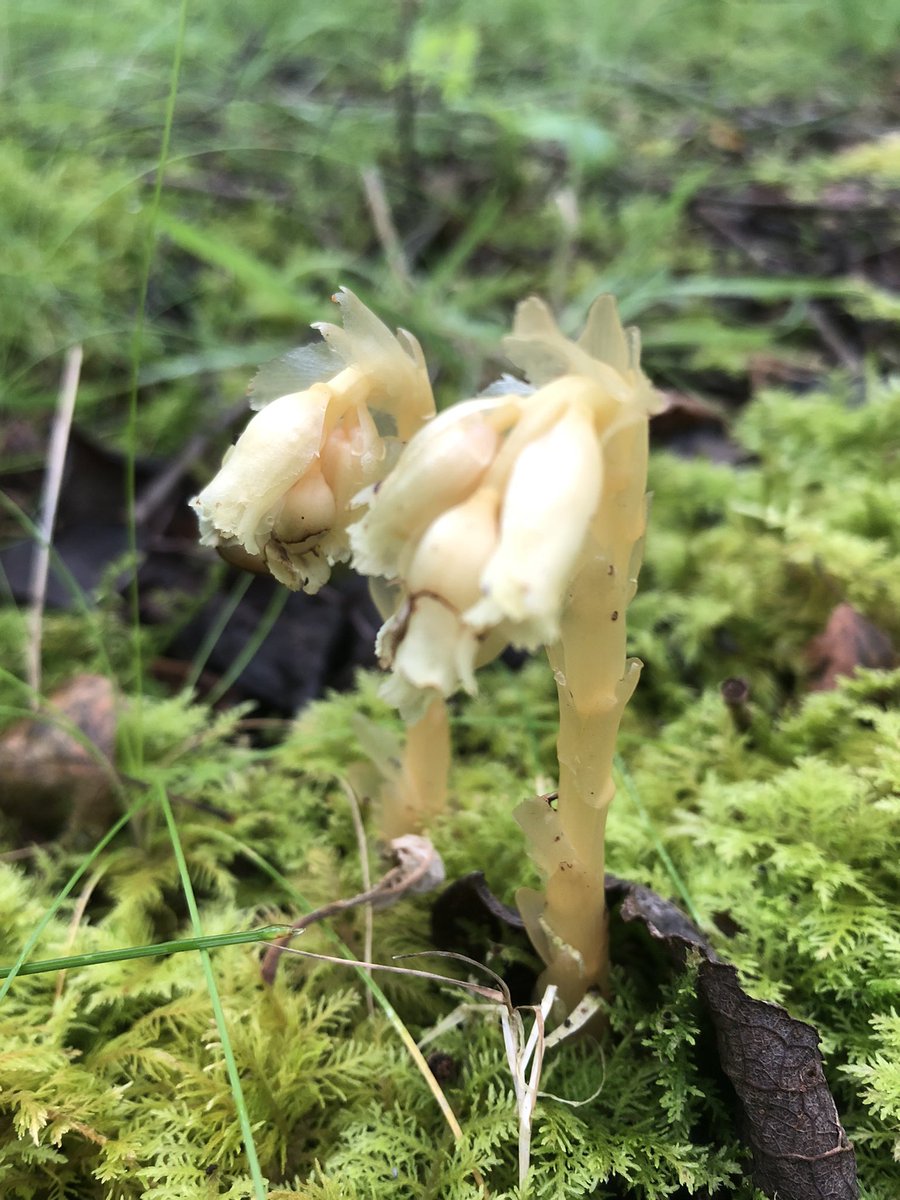 Ian Edwards tweet media