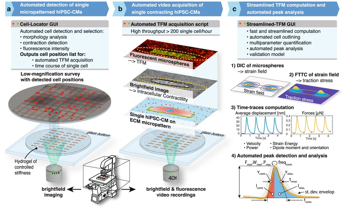 NatureComms's tweet image. @PiehlerLab @iBiOs_CellNanOs combine flatfield illumination by using a standard πShaper with multi-angular TIR illumination by incorporating a spatial light modulator #singlemoleculeimaging #superresolution

nature.com/articles/s4146…