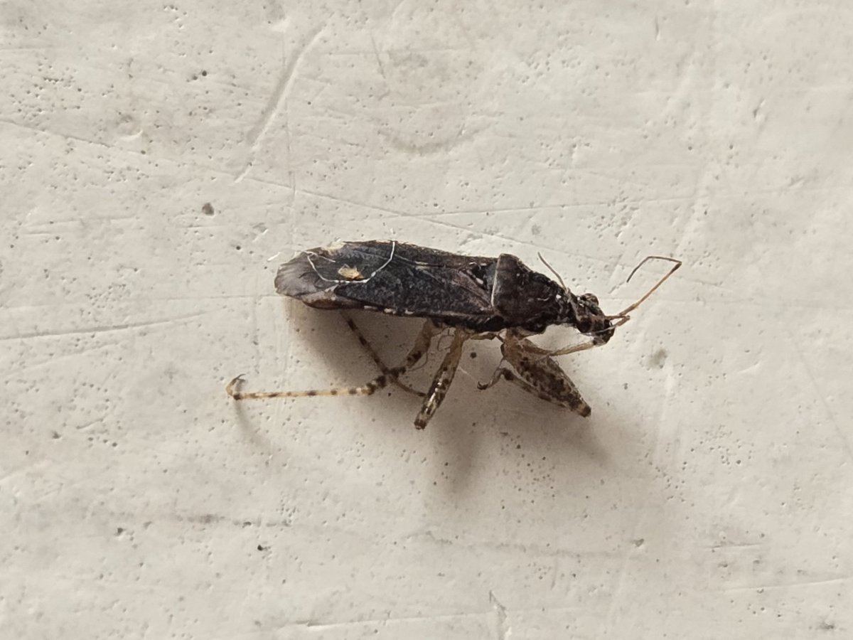 fdelblanco98's tweet photo. Hola @BichoDatos, ¿Sabes qué insecto es éste? Creemos que pudo haber mordido a alguien, es de la Ciudad de México y medía 7mm https://t.co/B1K7URKSrd