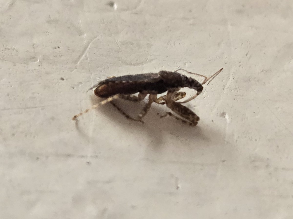 fdelblanco98's tweet photo. Hola @BichoDatos, ¿Sabes qué insecto es éste? Creemos que pudo haber mordido a alguien, es de la Ciudad de México y medía 7mm https://t.co/B1K7URKSrd