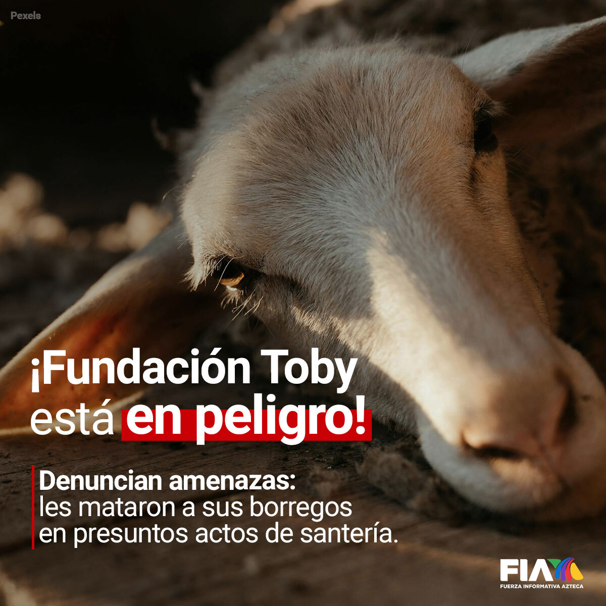 AztecaNoticias's tweet photo. @FundacionToby @_otomartinez @Radiohen @vaitiaremateos 😡 ¡Matan #borregos para santería!

Mutilan a animalitos de la @FundacionToby; sus integrantes piden auxilio para encontrar al responsable.

¡Los #perritos también fueron golpeados!

https://t.co/tVJodcXaNo https://t.co/UbGt47Q8Ap