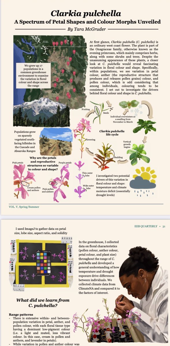 KatieGMaunder's tweet photo. Check out this ✨AMAZING✨ visual abstract in the #EEBQuarterly 

Created by Tara McGruder an equally ✨AMAZING✨ undergrad in the @BontragerLab https://t.co/JfuoUh1QGf