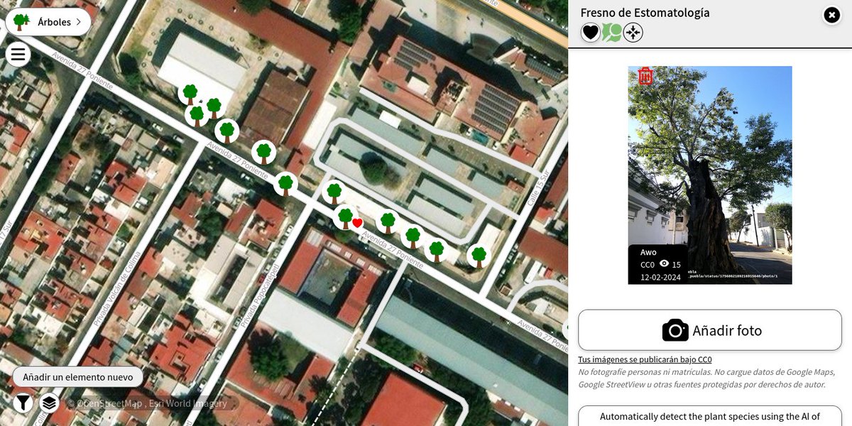 openmapchile's tweet photo. @agenda_caav @CongresoPue @LupitaLeal_ @ArborismoC @arboles_puebla Excelente, les recomendamos realizar el catastro del arbolado con datos abiertos e interoperables, la mejor plataforma es #OpenStreetMap, como por ejemplo el #Fresno de Entomología.  visor #MapComplete https://t.co/RW8LwmF0rw https://t.co/6rLf33GU8U