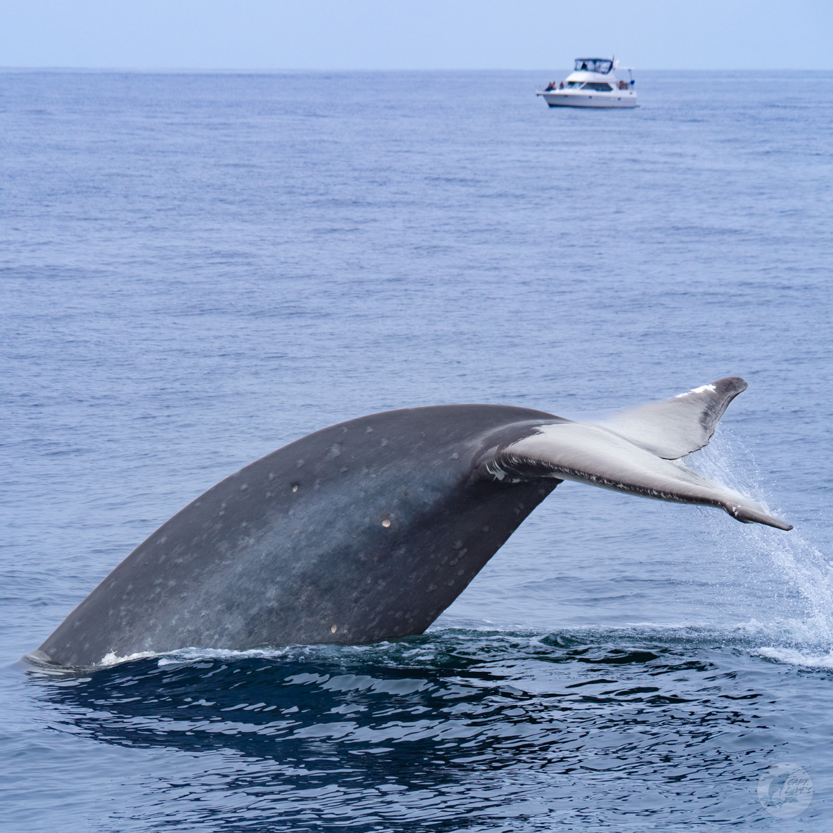 DolphinSafari's tweet photo. It’s #tailsupTuesday so we thought we’d share this #awesome sequence of a #bluewhale diving. When you see their flukes come up, you know these amazing #cetaceans are #diving down deep. What do you think blue whales see 1000 feet #underwater? #whaletail #wildlifefirst #captdaves https://t.co/hJVAgHN4A0