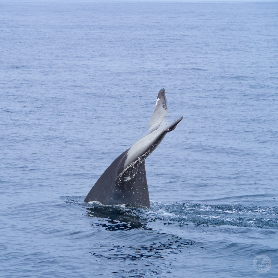 DolphinSafari's tweet photo. It’s #tailsupTuesday so we thought we’d share this #awesome sequence of a #bluewhale diving. When you see their flukes come up, you know these amazing #cetaceans are #diving down deep. What do you think blue whales see 1000 feet #underwater? #whaletail #wildlifefirst #captdaves https://t.co/hJVAgHN4A0