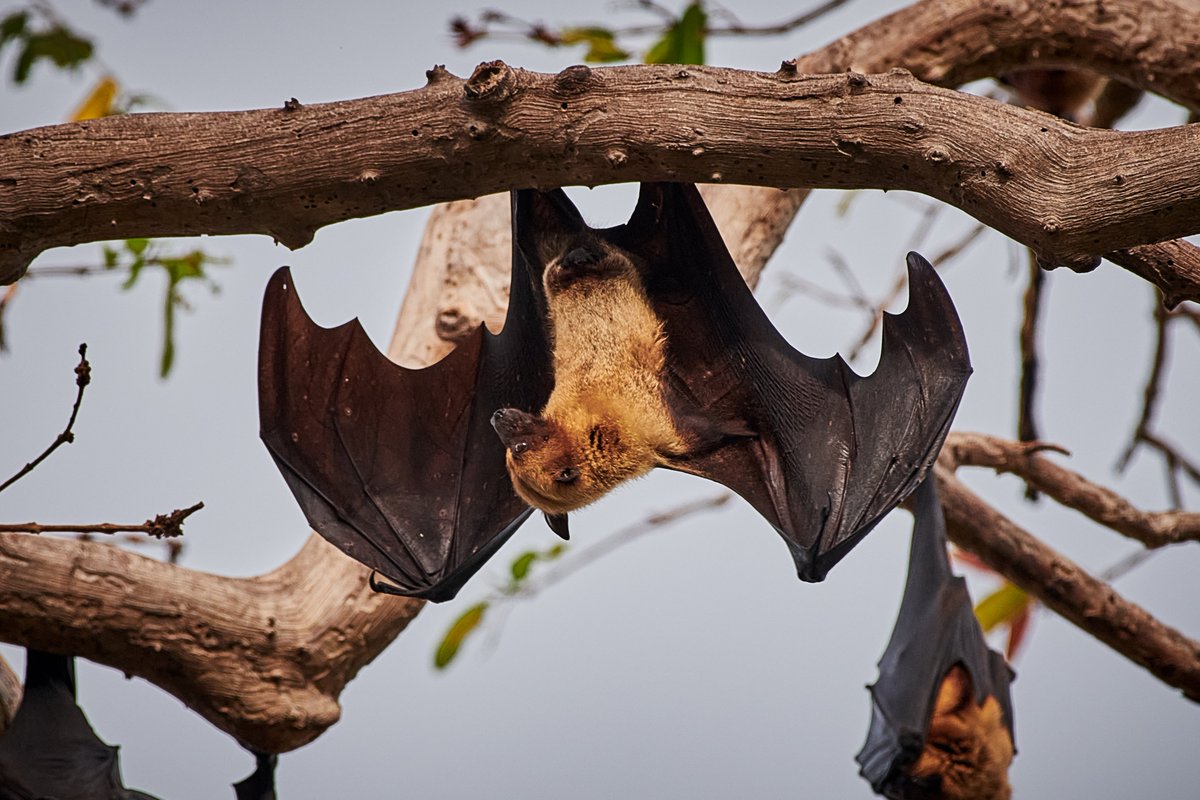 bownaankamal's tweet photo. 3 More days for India Vacation. Hopefully I see the Indian Flying Foxes again.
🦇 Tuticorin | India
#indianflyingfox #bats #EcoTourismIndia #bownaankamal #wildlifeofindia #indiawildlife #wildlife #mammals #jawswildife #india #amazinganimals #bat #nocturnal #destinationearth https://t.co/O4VPJHiH2C