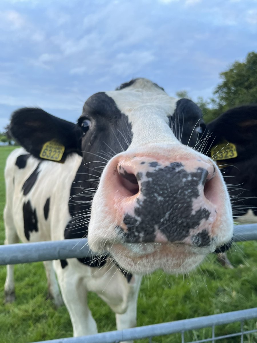 Bernadet83's tweet photo. Twelloos avondloopje 👀 
- 1 ree 🦌
- 4 koeien 🐄 
- 1.498 slakken 🐌 
- 1 kat in de achtervolging: Sjakie 🐈‍⬛ https://t.co/19YV0xkmiZ