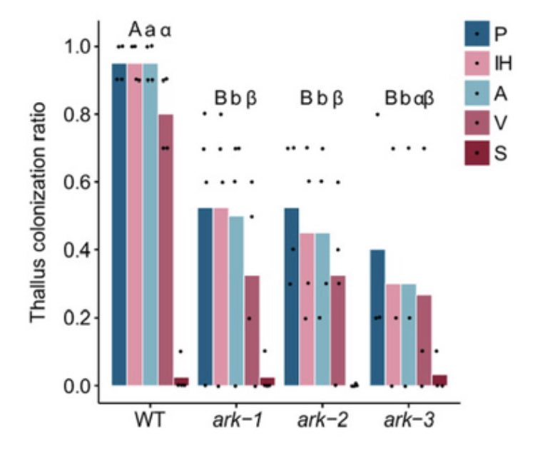 DavidJHoey's tweet photo. Very pleased to share our work led by @MaraSgroi &amp; @CerealSymbiosis where we demonstrate functional conservation of ARK receptors in arbuscular mycorrhizal colonisation from Marchantia paleacea liverworts to angiosperms. Congrats to all! https://t.co/ulrPYEHnIY @dromius https://t.co/3XYjMQjVRk