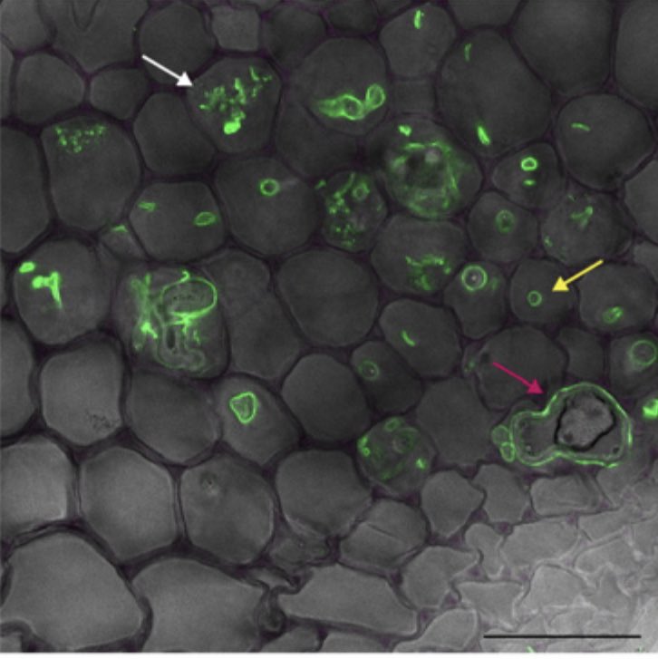 DavidJHoey's tweet photo. Very pleased to share our work led by @MaraSgroi &amp; @CerealSymbiosis where we demonstrate functional conservation of ARK receptors in arbuscular mycorrhizal colonisation from Marchantia paleacea liverworts to angiosperms. Congrats to all! https://t.co/ulrPYEHnIY @dromius https://t.co/3XYjMQjVRk