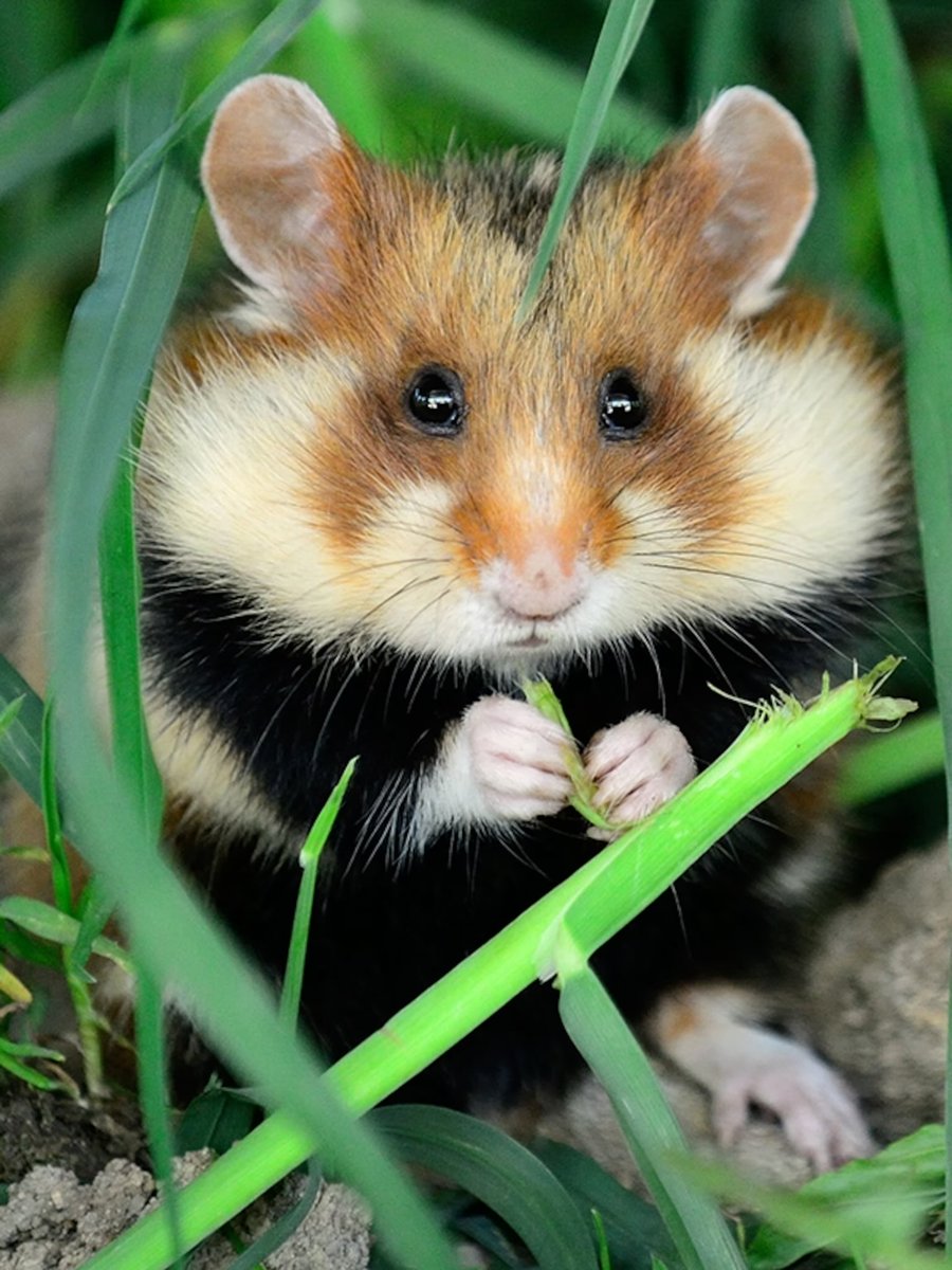 <a href="/hamster_kombat/">Hamster Kombat</a> Like this tweet if you’re bullish on hamsters 🐹
