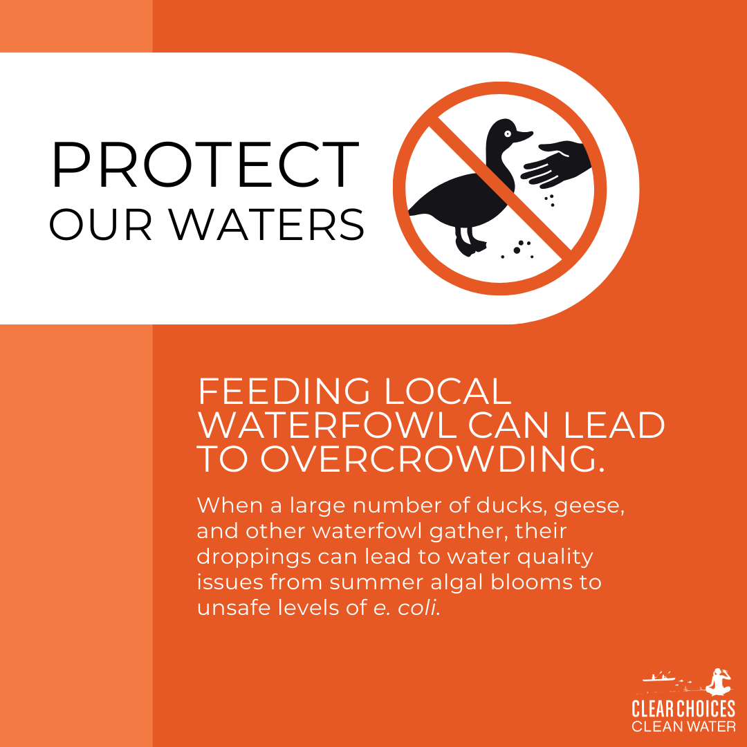 🌱 Protect native plants and wildlife! The overpopulation of waterfowl poses a threat to our ecosystems and can lead to overgrazing of your lawns. Take action and pledge today to do what you can to reduce their impact on our environment.