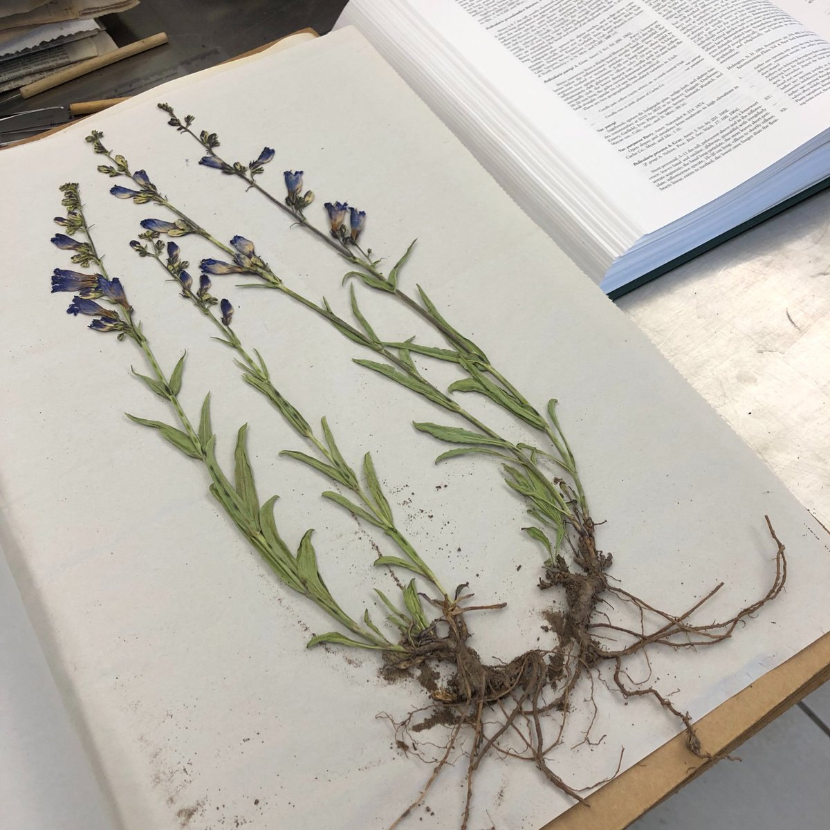 FrehnerMuseum's tweet photo. Come tour the SUU Herbarium with Dr. Matt Ogburn, cataloging plants and research of the SUU Greenhouses #herbarium #SUU #glams #frehnermuseum https://t.co/bZzVqkpdQd