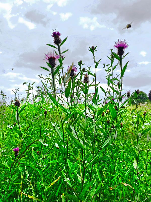 eugpower's tweet photo. "Walking" #200
#wildflowers #hampsteadheath #photography #walking #thistleflower #outdoors #summer #summerflowersinbloom #greenbeauty #lookingatnature #medows #iphonephotography https://t.co/Wxh5VwaVx9