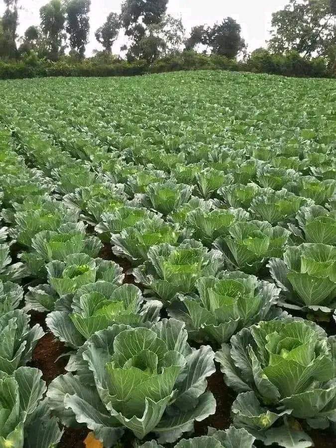 Agrinsiderhq's tweet photo. Once in your life you need a doctor. A lawyer. A policeman and a preacher. But every day. Three times a day you need a farmer 🫑🥦 https://t.co/ckLVLBqcIk