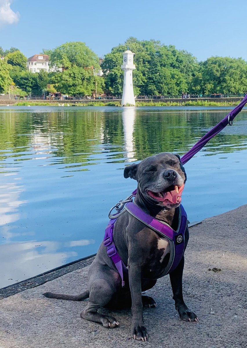IsaMary2021's tweet photo. We’ve been for a lovely walk this evening 🩷🩷 #IsaMary #RoathPark #Wales #PrettyAsAPicture #Smile https://t.co/T7jJ2mFoiA