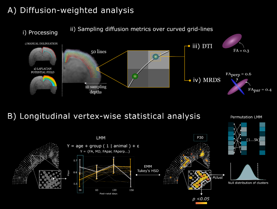 lanirem_unam's tweet photo. @PJ_Villasenor and team @UNAMINB use #diffusion MRI to characterize the microstructure of the cerebral cortex, and explain how it can be used to detect abnormalities that occur in neurological disorders, such as #epilepsy.  https://t.co/YP7uYcxe60 https://t.co/Qb8GBZrV5N