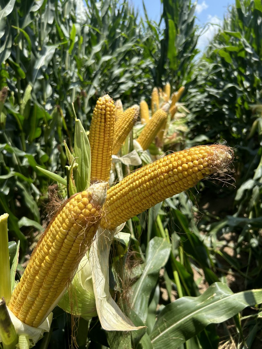 Revere Seed tweet media