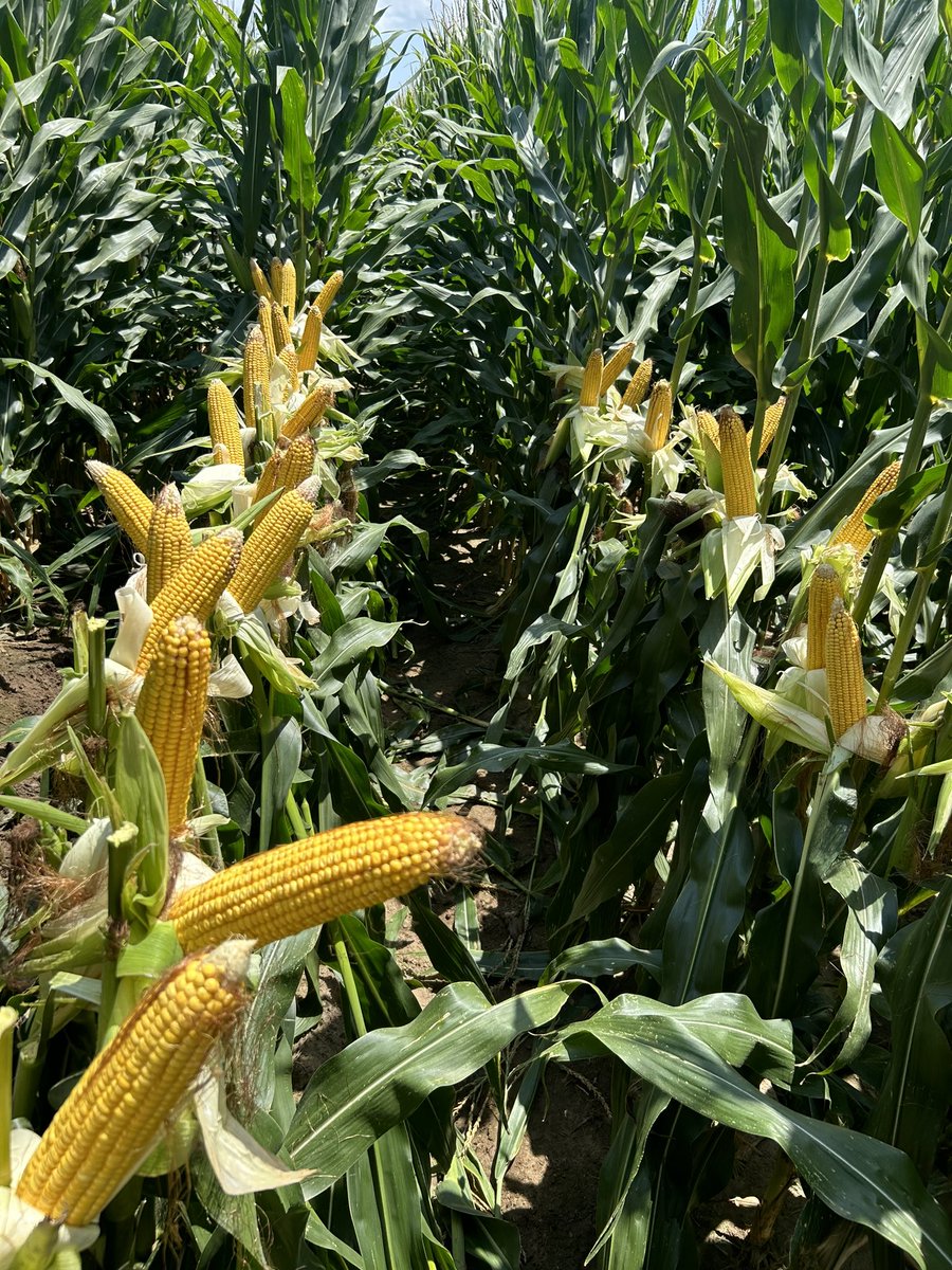 Revere Seed tweet media