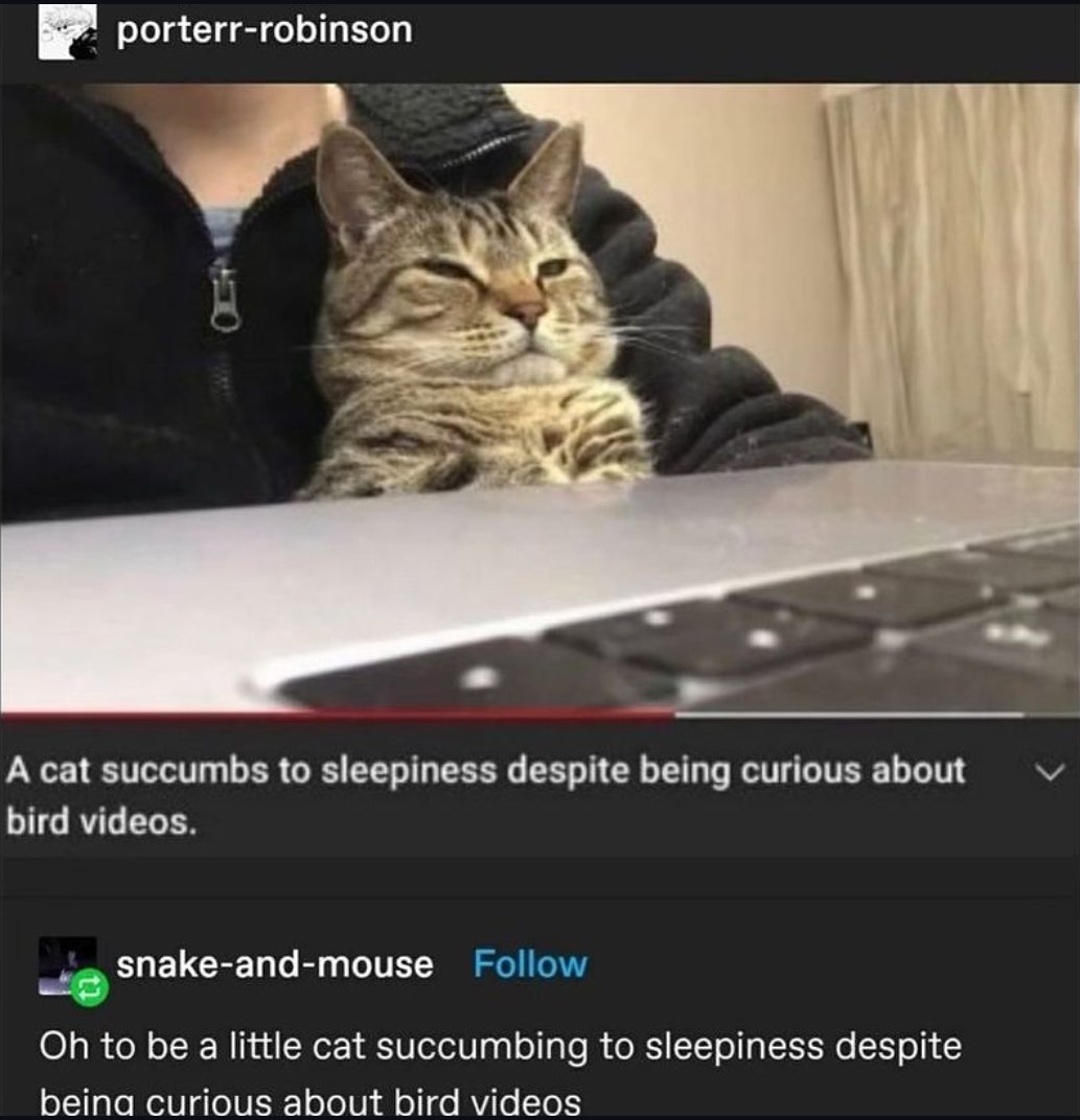 Respectful Memes (@respectfulmemes) on Twitter photo 