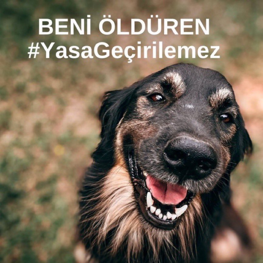 Burcu_hrnr's tweet photo. Biz yasa koyuculardan hayvana şiddete karşı ağırlaştırılmış cezalar isterken,onlar katliam yasasının planını yapıyorlarmış‼️‼️ vicdanı,merhameti olan bu yasayı desteklemez‼️‼️
Çünkü #yasadeğilcinayet ‼️‼️‼️ https://t.co/yQwLe6ROeZ