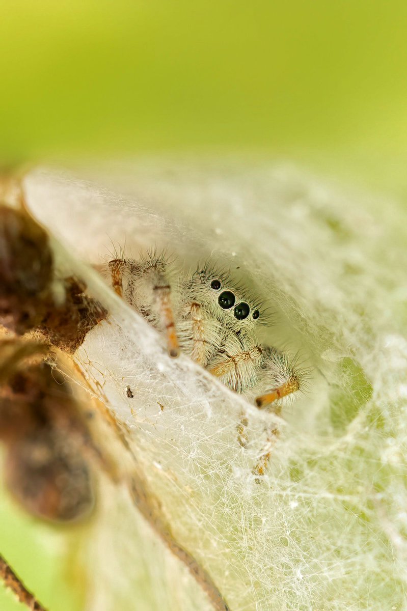 Un poco de macro con una araña saltarina Paraphidippus fartilis
Instagram.com/davidrojasgtfo…
