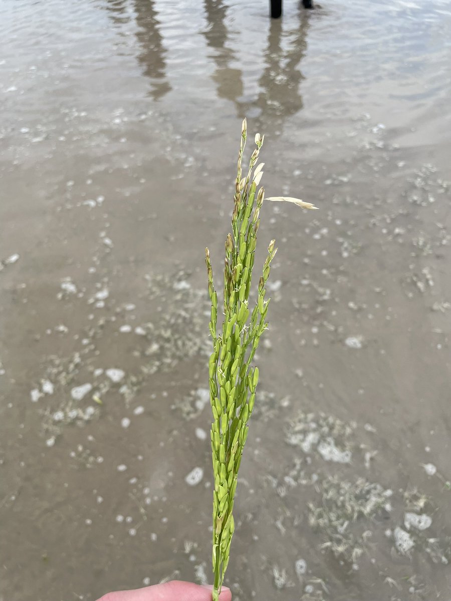 Last Thursday, it was great to hear from recent PLPM graduate Dr. Khanal (<a href="/SKhanal33/">Sabin Khanal</a>) and others at the Beaumont Rice Field Day. It was a good day for disease hunting too, with finding panicle blight (Burkholderia, 3rd picture), among others 🌾