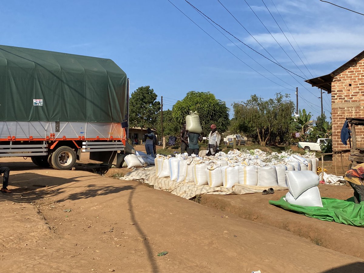 SpireJim's tweet photo. The Katikkiro’s call to people in Buganda to grow coffee has been widely heeded in Masaka, and with tremendous financial success. (Perhaps financial literacy campaigns need to be added). 

Moving around Masaka, you smell happiness: new motorbikes and cars, houses being built/renovated, concert announcements, new clothes, full bars and pork joints, trucks of manure …