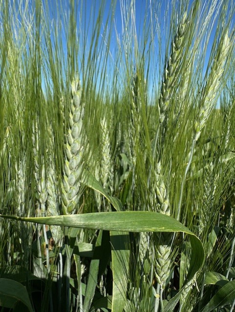 nexgenseeds's tweet photo. With unrivaled FHB resistance globally, Schrader Durum will definitely be one of our top sellers in 2025 ! https://t.co/q4zIDMKPad