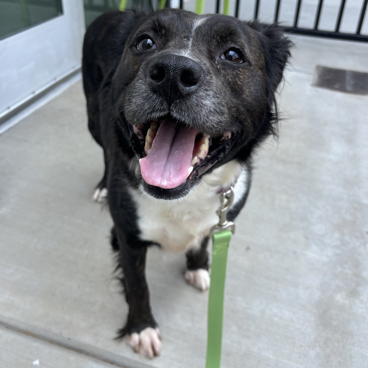 humanecharlotte's tweet photo. Sweet Cortado is one of our longer term residents and she can't wait to meet her new family! While sometimes shy at first, she warms up quickly and loves to lay around with her people during naptime.

Learn more about Cortado: https://t.co/LoEXBKbvqb https://t.co/9UbBqP9mwC
