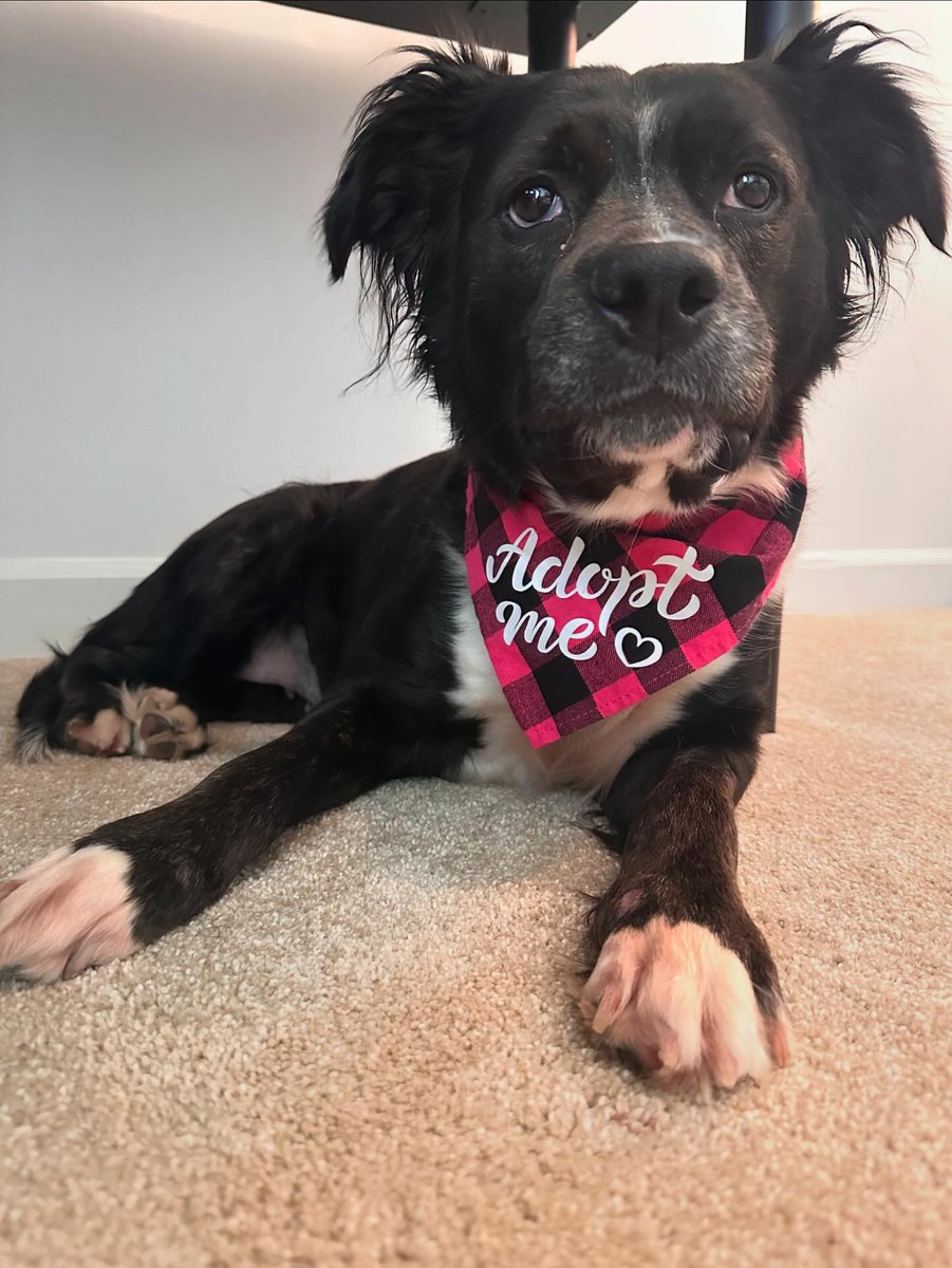 humanecharlotte's tweet photo. Sweet Cortado is one of our longer term residents and she can't wait to meet her new family! While sometimes shy at first, she warms up quickly and loves to lay around with her people during naptime.

Learn more about Cortado: https://t.co/LoEXBKbvqb https://t.co/9UbBqP9mwC