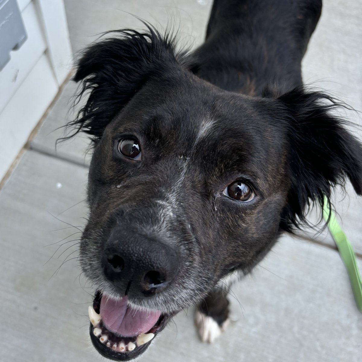 humanecharlotte's tweet photo. Sweet Cortado is one of our longer term residents and she can't wait to meet her new family! While sometimes shy at first, she warms up quickly and loves to lay around with her people during naptime.

Learn more about Cortado: https://t.co/LoEXBKbvqb https://t.co/9UbBqP9mwC