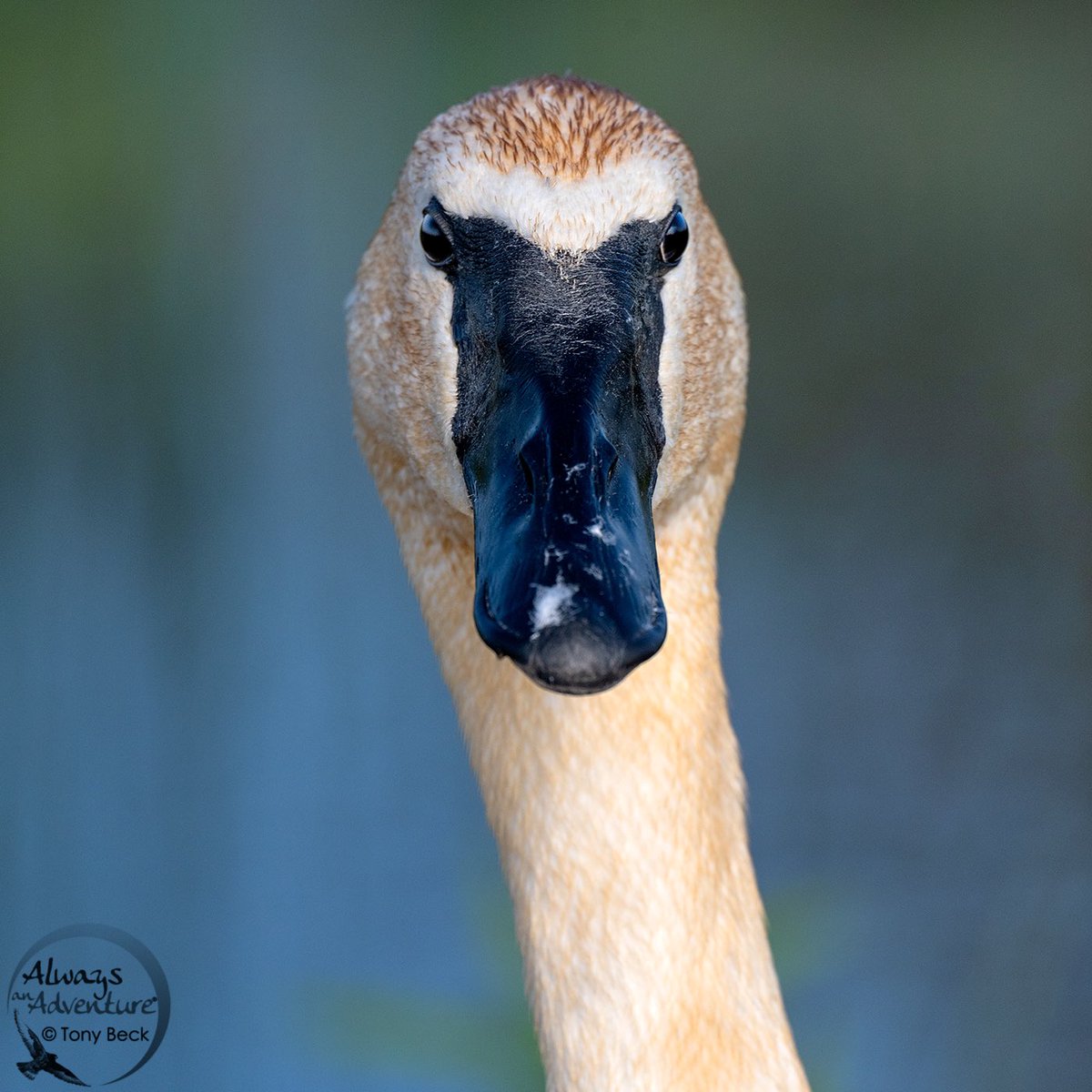 A portrait of an adult breeding Trumpeter Swan #renfrew  #ontario #ontariocanada #nikoncanadaambassador #bird #birdwatching #birding  #birdphotography #vortexbirding #vortexcanada #vortexcanadabirding #nikoncanada #nikoncamera #wildlifephotography #z8