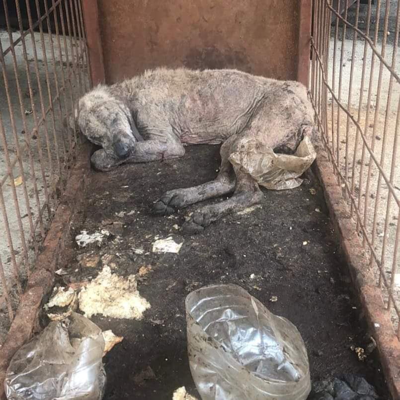 Yaşattığınızı yaşamadan ölmeyin .

 #YasaDeğilCinayet