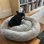 Photo by Bertram The Frenchie (@bertramfrenchie)