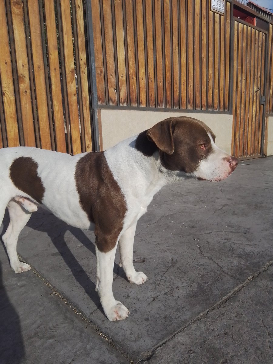 CominoAntofa's tweet photo. Si alguien ubica a este perrito, anda perdido y asustado por sector gran vía, ahora en curvo chico #Antofagasta https://t.co/tcgcZqlBUF