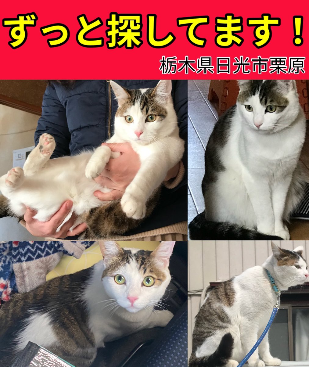 キジトラ白猫ページです。 キジ白猫 - Search / X