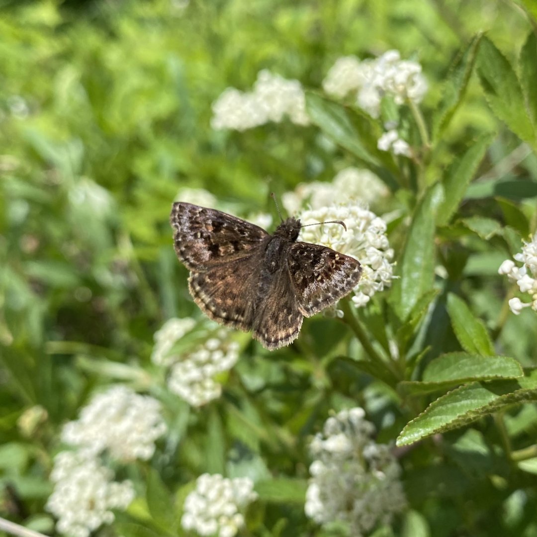 Wildlife Preservation Canada (@wpcwild911) on Twitter photo Want to learn more about the mottled duskywing butterfly? 🦋 Join the Ontario Butterfly Species at Risk Team at the Savanna Festival on July 20th at Pinery Provincial Park! 📸 G. Tiessen
<a href="/RyanNorrisSci/">Dr. Ryan Norris</a>
<a href="/Conservatory_/">Cambridge Butterfly</a>
<a href="/OntarioParks/">Ontario Parks</a>
@NushaKeyghobadi
@nrsinews Want to learn more about the mottled duskywing butterfly? 🦋 Join the Ontario Butterfly Species at Risk Team at the Savanna Festival on July 20th at Pinery Provincial Park! 📸 G. Tiessen
<a href="/RyanNorrisSci/">Dr. Ryan Norris</a>
<a href="/Conservatory_/">Cambridge Butterfly</a>
<a href="/OntarioParks/">Ontario Parks</a>
@NushaKeyghobadi
@nrsinews