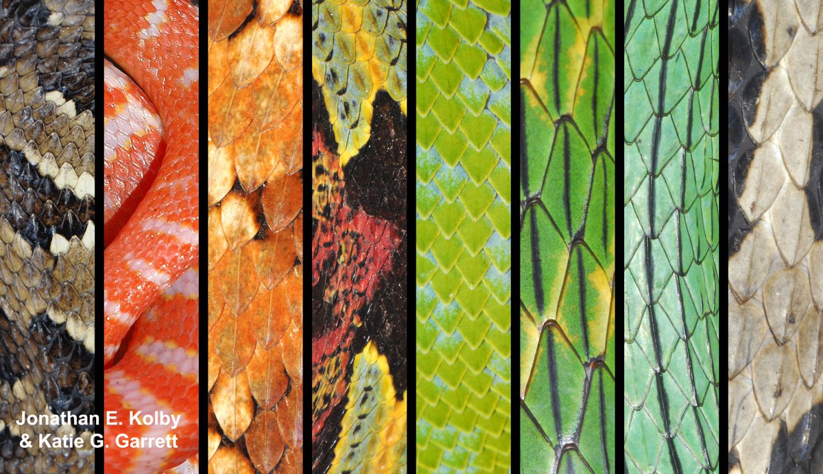 Dr. Jonathan Kolby (@myfrogcroaked) on Twitter photo I love #WorldSnakeDay! Although many people are afraid of #snakes, they're such important animals & if you look a bit closer, they're also so beautiful! This rainbow of snakes was a collaboration between myself and <a href="/katieggarrett/">Katie Garrett</a> at redbubble.com/shop/ap/449550⦠#SciArt I love #WorldSnakeDay! Although many people are afraid of #snakes, they're such important animals & if you look a bit closer, they're also so beautiful! This rainbow of snakes was a collaboration between myself and <a href="/katieggarrett/">Katie Garrett</a> at redbubble.com/shop/ap/449550⦠#SciArt